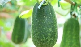 今日吃瓜每日必吃,每日必吃，揭秘娱乐圈新鲜事